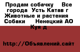 Продам собачку  - Все города, Усть-Катав г. Животные и растения » Собаки   . Ненецкий АО,Куя д.